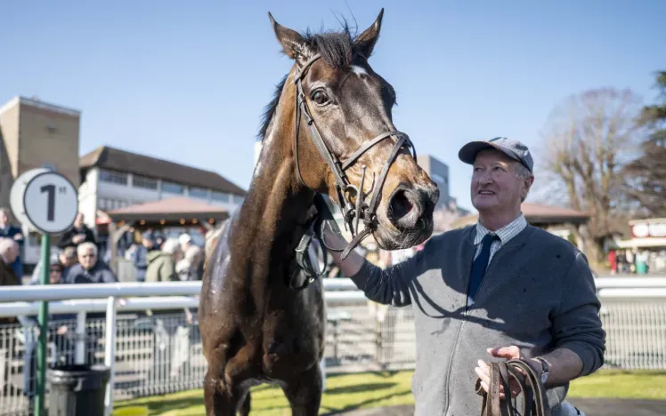 A close up of a horse in the parade ring at Fontwell Park