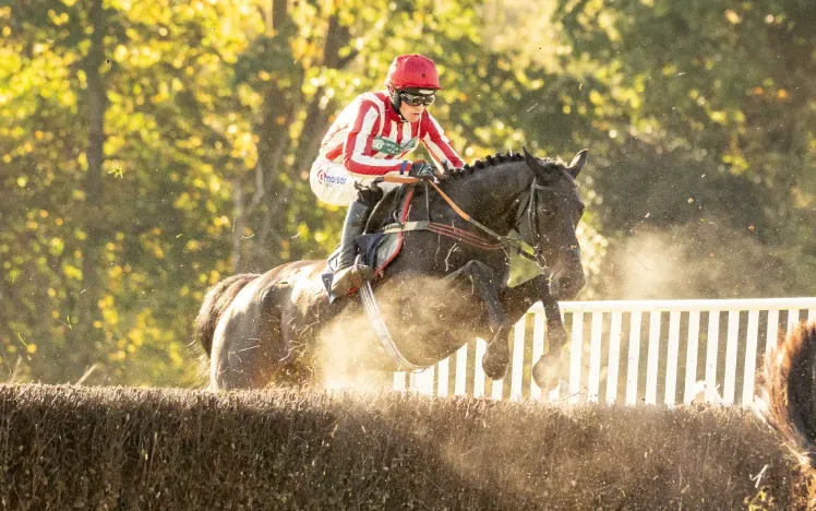 A horse taking on a jump at Fontwell Park in the sunshine