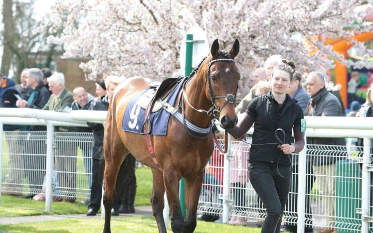 Horse being led by a stable staff through a parade ring.